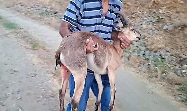Elazığ'da bir şahıs, köpeklerin saldırdığı dağ keçisini kucağında taşıdı