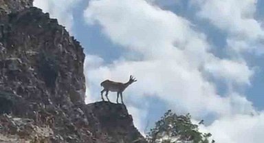 Elazığ'da dağ keçileri görüntülendi