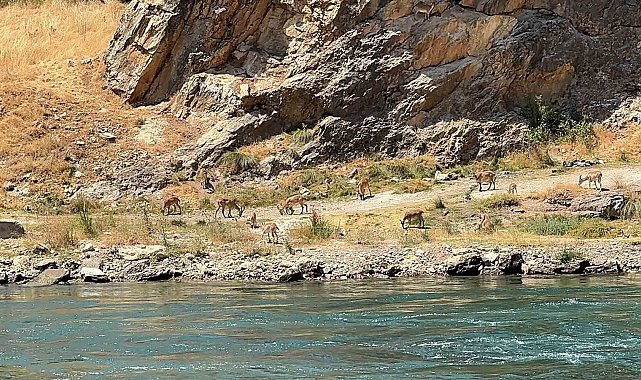 Elazığ'da dağ keçileri sürü halinde görüntülendi