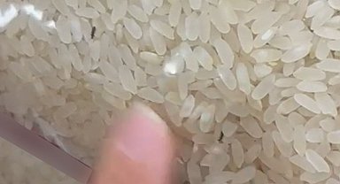 Elazığ'da paketli bir pirinç içerisinde böcekler görüntülendi