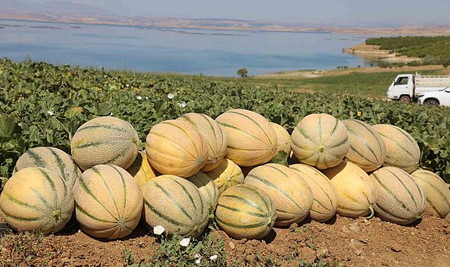 Elazığ'da yaklaşık 20 bin ton kavun hasadı bekleniyor