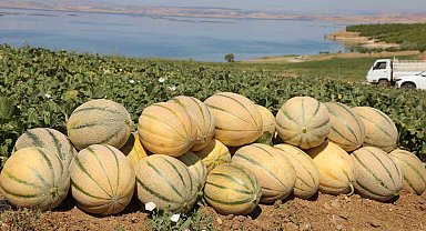 Elazığ'da yaklaşık 20 bin ton kavun hasadı bekleniyor