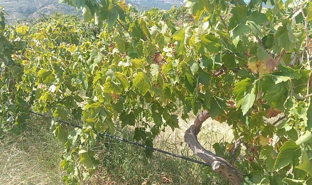 Emek hırsızları bağdan 2 ton üzüm çaldı