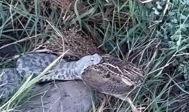 Engerek yılanının bıldırcın avı kameraya yansıdı