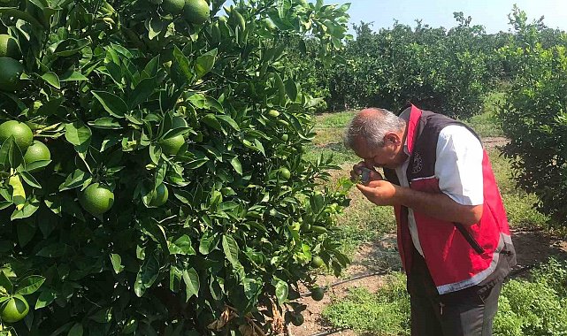 Erzin'de narenciye bahçelerinde hastalık denetimi yapıldı