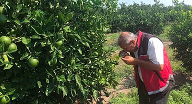 Erzin'de narenciye bahçelerinde hastalık denetimi yapıldı