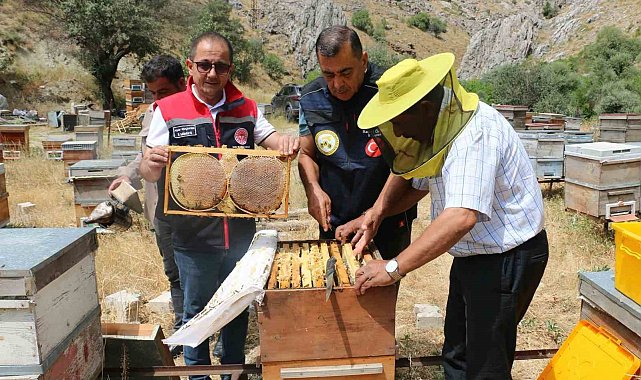 Erzincan'da bal hasadı başladı: Bin 500 ton rekolte bekleniyor