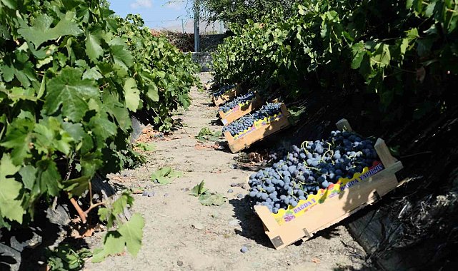 Erzincan'da dolu, Cimin üzümü bağlarını vurdu