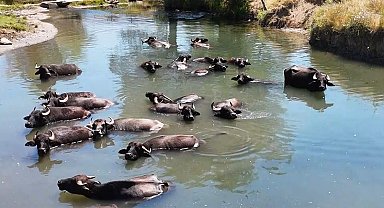Erzincan'da Manda Yetiştiricileri Birliği kuruluyor