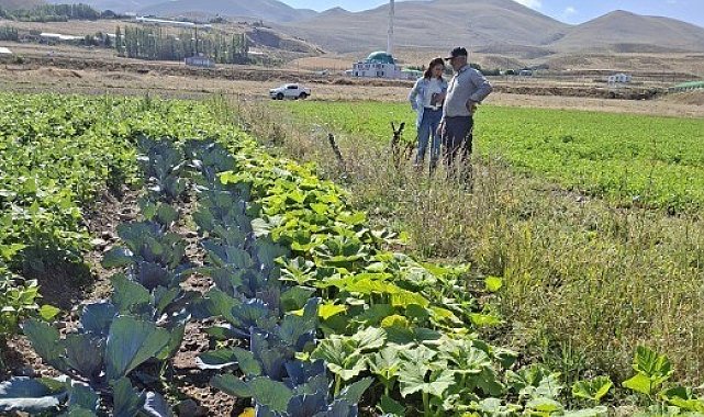 Erzurum'da kadın çiftçilerin kırmızılahana ve kereviz fidelerine sıkı takip