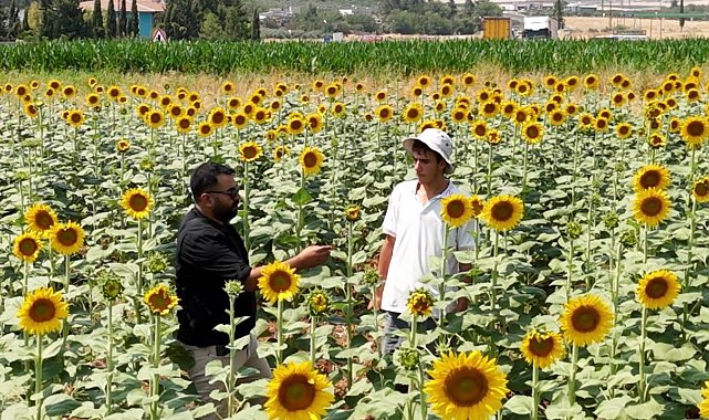 GAP suyuyla birlikte Şanlıurfa'da ürün çeşitliliği zirveye çıktı
