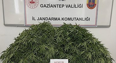 Gaziantep'te 116 kök kenevir ele geçirildi: 9 gözaltı