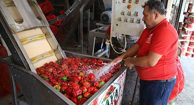 Gaziantep'te kışlık salça mesaisi başladı