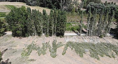 Gelin kavağından inşaat kerestesine: Anadolu'nun 30 yıllık birikim ağacı kavak