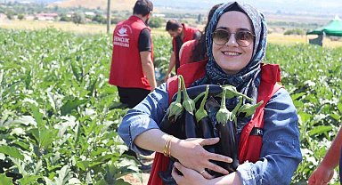 Gençlik merkezi gönüllüleri patlıcan hasadına katıldı