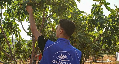 Germencik'te gönüllü gençler incir hasadına katıldı