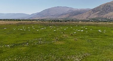 Göç yolundaki leyleklerin Erzincan molası havadan görüntülendi