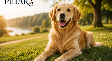Golden Retriever Neden Dünyanın En Sevilen Köpek Irklarından Biri?