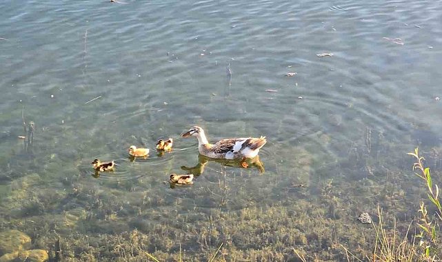 Gölpark'ta ördek yavruları görüntülendi
