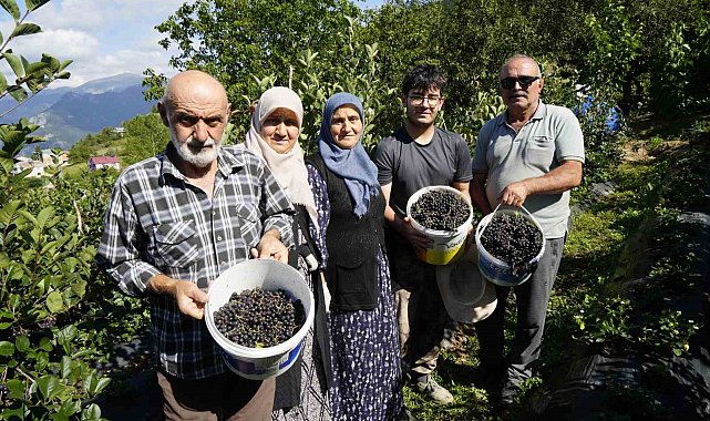 Gümüşhane'de aronya bereketi: 75 ton rekolte bekleniyor