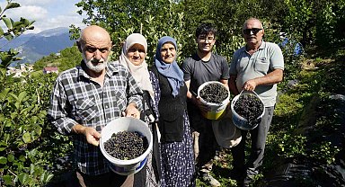 Gümüşhane'de aronya bereketi: 75 ton rekolte bekleniyor