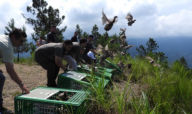 Gümüşhane'de yetiştirilen 400 sülün Artvin'in Arhavi ilçesinde doğaya salındı