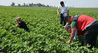Hatay'da pamuk, soya ve ayçiçeği üretim alanları kontrol edildi