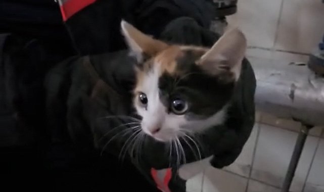 Havalandırma boşluğunda mahsur kalan kedileri itfaiye kurtardı