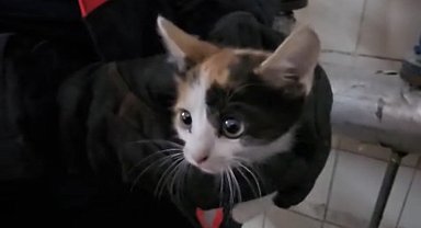 Havalandırma boşluğunda mahsur kalan kedileri itfaiye kurtardı
