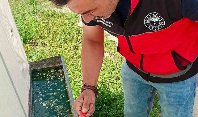 Haziran böceğiyle mücadele sürüyor