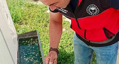Haziran böceğiyle mücadele sürüyor