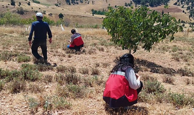 Hisarcık Karbasan köyünde organik adaçayı üretim alanları denetlendi