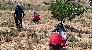 Hisarcık Karbasan köyünde organik adaçayı üretim alanları denetlendi