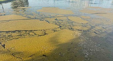 Iğdır Millet Bahçesi'ndeki süs havuzunda kirlilik tepki çekiyor