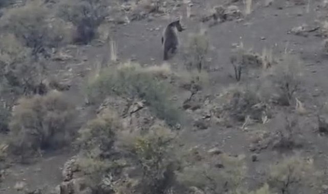 Iğdır'da koyunlarını otlatan çoban boz ayıyla karşılaştı