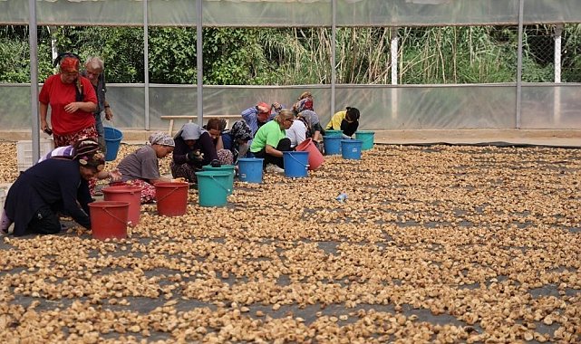 İncir üreticilerinden Bakanlığa çağrı: "İşletmelerin ve tüccarların denetlenmesi lazım"
