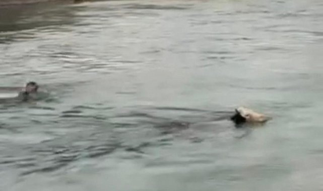 İneği kurtarmak için su kanalına atladı