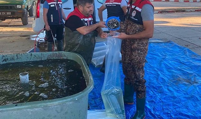 İpsala'da üretilen 2 milyon 324 bin 500 yavru sazan bölge sularıyla buluşuyor