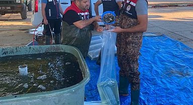 İpsala'da üretilen 2 milyon 324 bin 500 yavru sazan bölge sularıyla buluşuyor