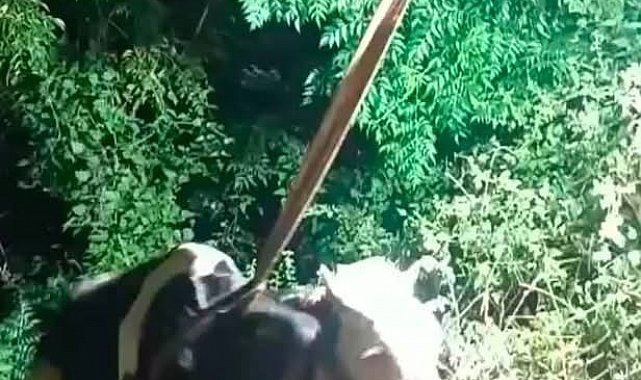 İskenderun'da uçurumdan düşen inek iş makinesiyle kurtarıldı