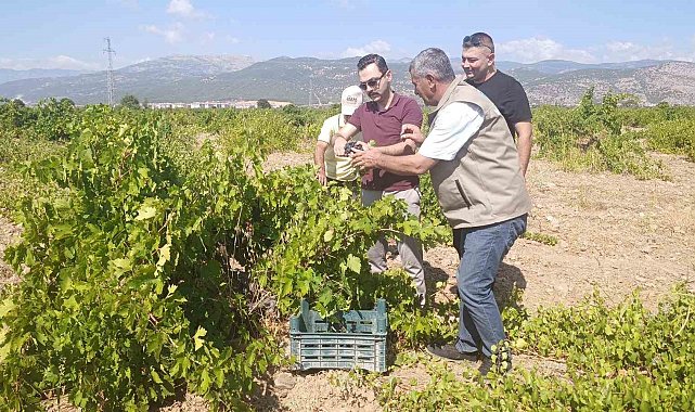 İslahiye'de üzüm hasadı başladı