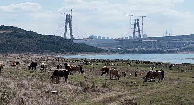 İstanbul Barajlarında kuraklık tehlikesi: Doluluk oranları yüzde 48 seviyesine geriledi