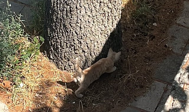 İtfaiyeden kedi kurtarma operasyonu