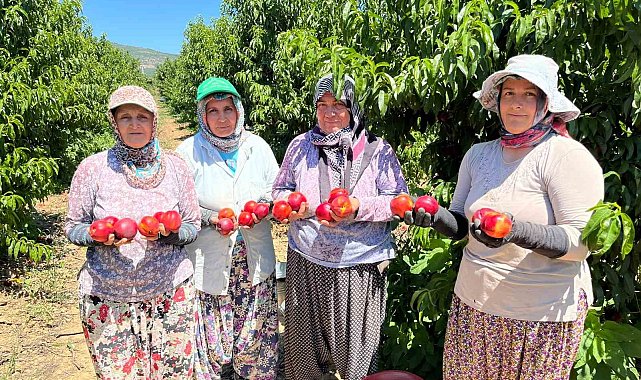 İznikli nektarin üreticisinden fiyat tepkisi