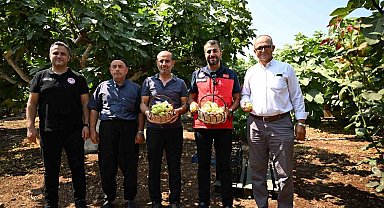 Kahramanmaraş'ta Abbas inciri hasadı