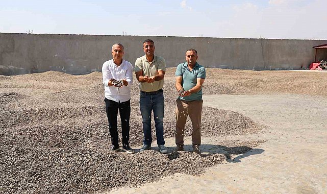 Kahramanmaraş'ta ay çekirdeği hasadı