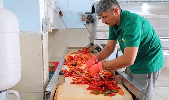Kahramanmaraş'ta biber salçası mesaisi başladı