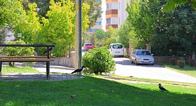 Kahramanmaraş'ta kargalar parkı mesken tuttu