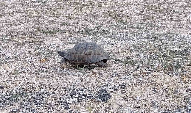 Kara yoluna çıkan kaplumbağa için araçları durdurdular