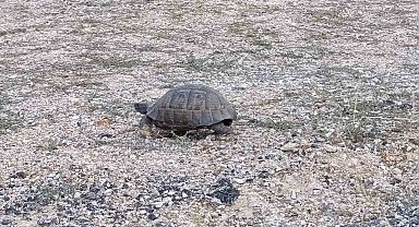 Kara yoluna çıkan kaplumbağa için araçları durdurdular